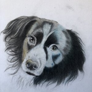 Kevin's Dog