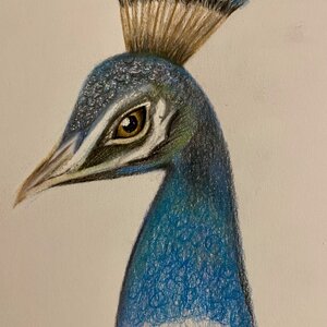 Peacock