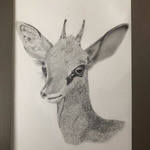 Dikdik