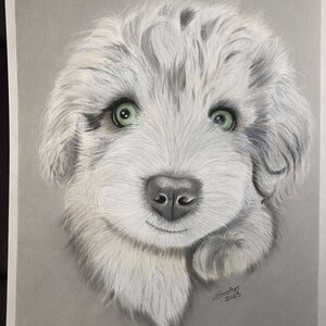 Poppy