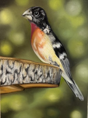 Bird